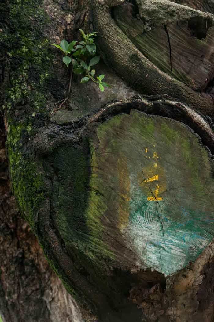 Verde de todos los colores